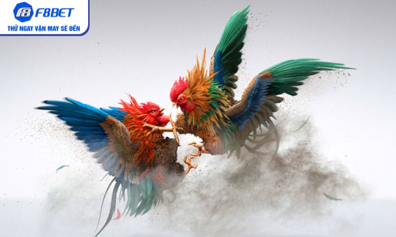 Không khí sôi động tại trường gà Savan